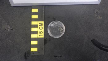 Media type: image;   Invertebrate Zoology 153114 Description: live specimen;